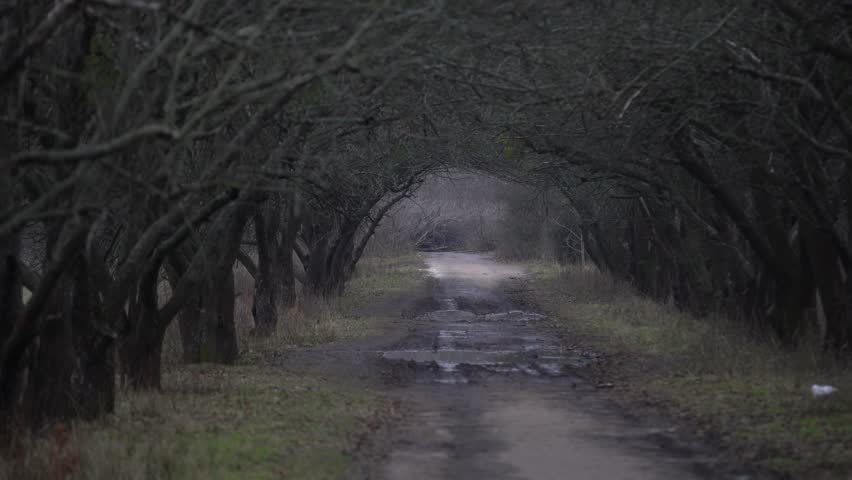 Gloomy autumn park in cloudy cold weather, gloomy paints of fall. forest on the road to frost