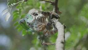 Vertical video, Ggreen chameleon walks along branch, looks around and licks its lips, on sunny day on the green trees background. Panther chameleon (Furcifer pardalis). Front side