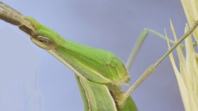 Vertical video, Close up portrait of Giant green slant-face grasshopper Acrida froze sitting on spikelet on grass and blue sky background.