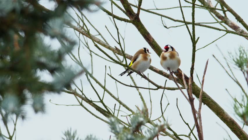 The European goldfinch (Carduelis carduelis), two birds in total, resting on a twig, looking around. The sky is in the background. Royalty-Free Stock Footage #1098525885