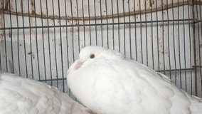 4k footage of Beautiful pigeon in cage on birds market waiting for sell. beautiful homing pigeons. Pigeons in the front of pigeon cages. Pigeons couple footage. Homing or carrier pigeon.Message bird.