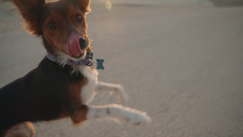 Small cute dog running and jumping with joy in desert sunset or sunrise. Happy and playful puppy excited to run in the open with epic and beautiful view of desert hills and mountains. Cute pet