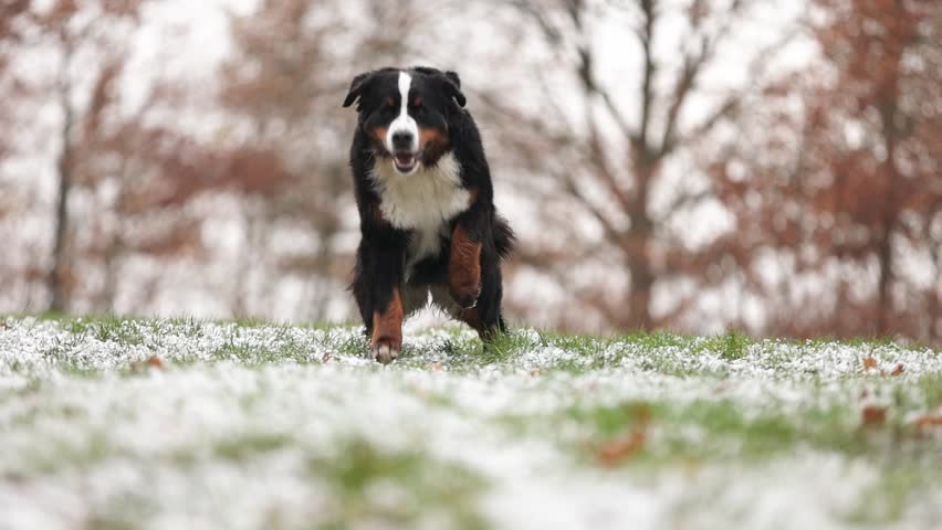 Bernese mountain dog running at forest Royalty-Free Stock Footage #1098530661