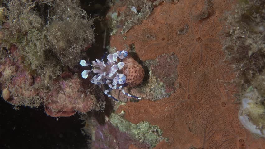 A small harlequin shrimp (Hymenocera picta) sits near a red sponge at night and holds a piece of a red starfish in its claws.
They live in pairs and grow up to 5 cm. They feed exclusively on starfish.