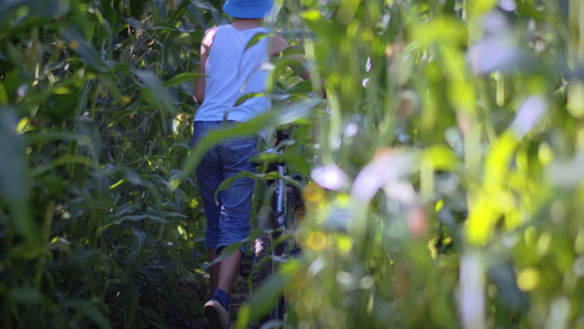 funny teenager boy with a bicycle walks through a cornfield in sunny weather in summer back view, steadicam shot