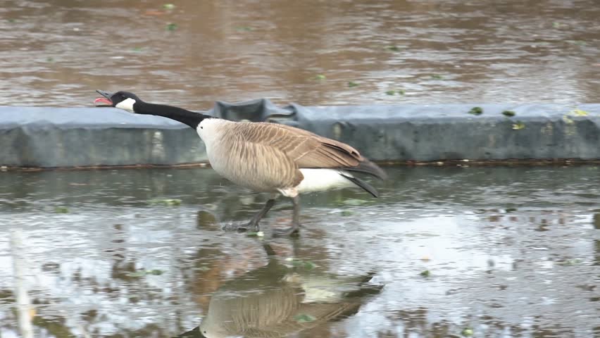 Canada goose (Branta canadensis) quacking and slipping on icy pond