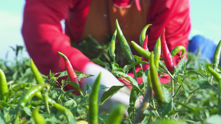 Asian farmer harvesting red chili peppers in an agricultural chili farm.