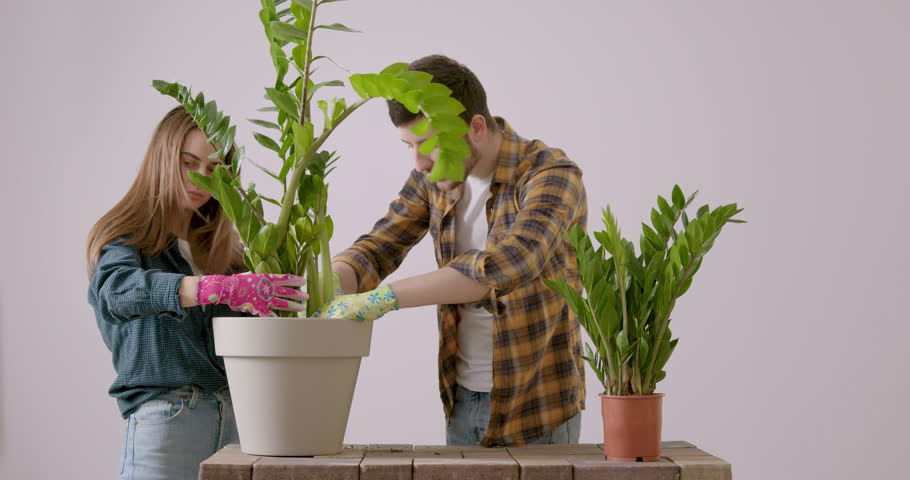 Two lovers together replant a large Zamioculcas flower. Two young people spend time together replanting house flowers. Two mature women smiling widely during the process of replanting the flower. | Shutterstock HD Video #1098536431