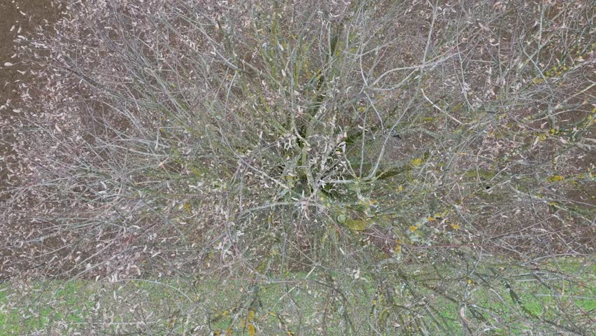 4k footage made with a drone rising up of an autumn tree standing on the border line between a field and a meadow with a crow flying into the crown.