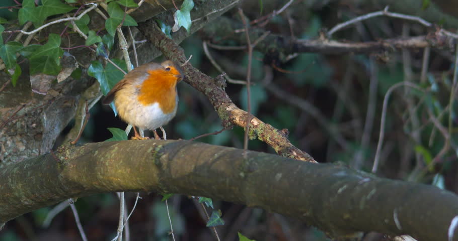 Robin bird vibrant orange red breast feathers flying Christmas Winter garden
