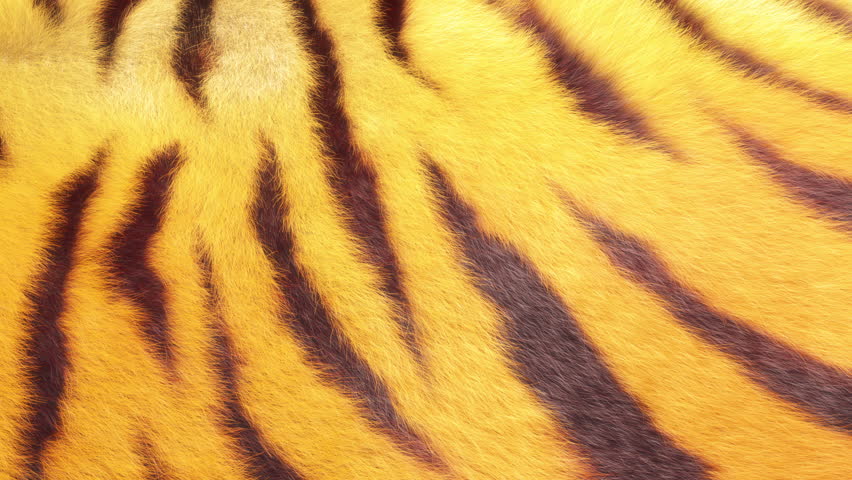 Slow moving tiger fur animation | Shutterstock HD Video #1098540263