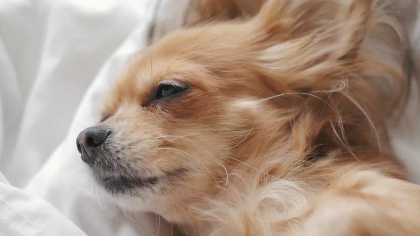 Cute red-haired chihuahua lying under the blanket on bed looking at camera | Shutterstock HD Video #1098542195