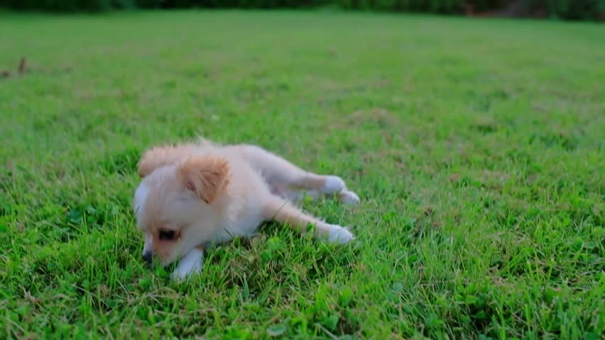 Small cute Chihuahua puppy playing outdoors on green grass.  | Shutterstock HD Video #1098545053
