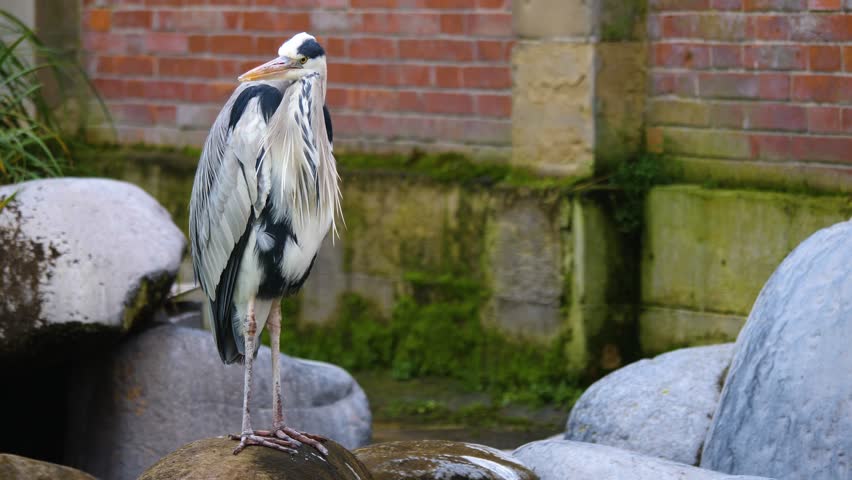 Close up of an heron standing and looking around