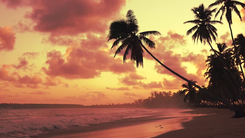 Beautiful wild tropical beach at sunrise. The silhouette of hanging coconut palm over the sand. Amazing caribbean seascape | Shutterstock HD Video #1098548843