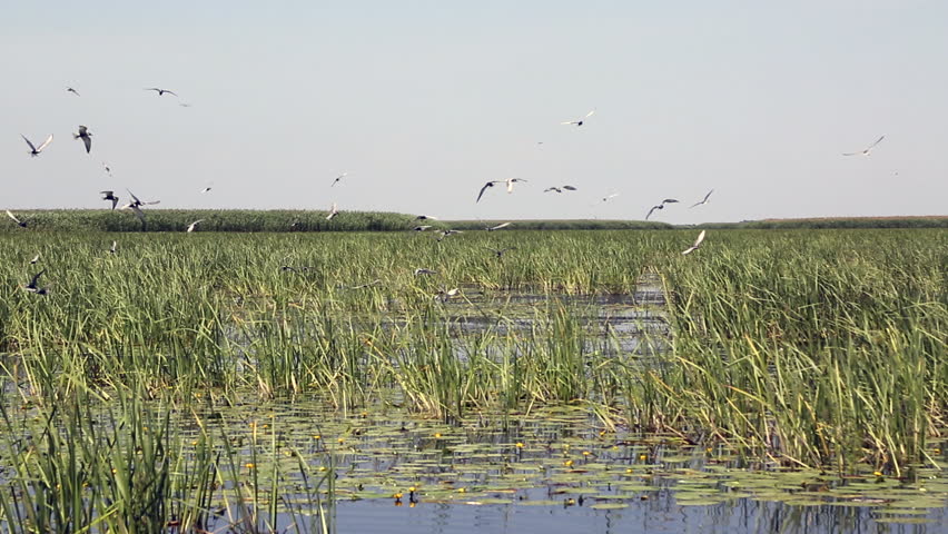 Flock of seagulls flies over the reeds of the marsh. Swampy places of Russia as an ecosystem of animal world of nature for breeding chicks and breeding birds.