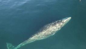 Grey California Whale top view. Watch an exclusive unique collection of video footage about whales.