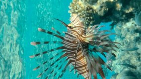 Vertical video, close-up of Lionfish swim under surface of the water nezr coral reef. Common Lionfish or Red Lionfish (Pterois volitans) Sllow motion