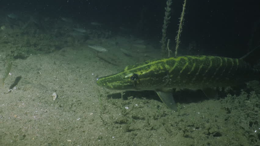 Northern Pike hunting at night time, underwater shot