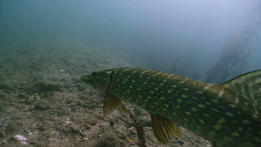 Northern Pike bites on underwater plant, tracking shot