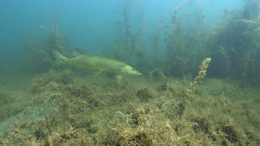 Big Nothern Pike cruises in underwater lake landscape