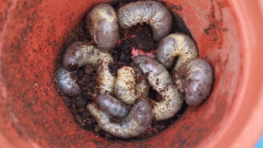 Live white worms to be used in composting. Worms moving | Shutterstock HD Video #1098556075