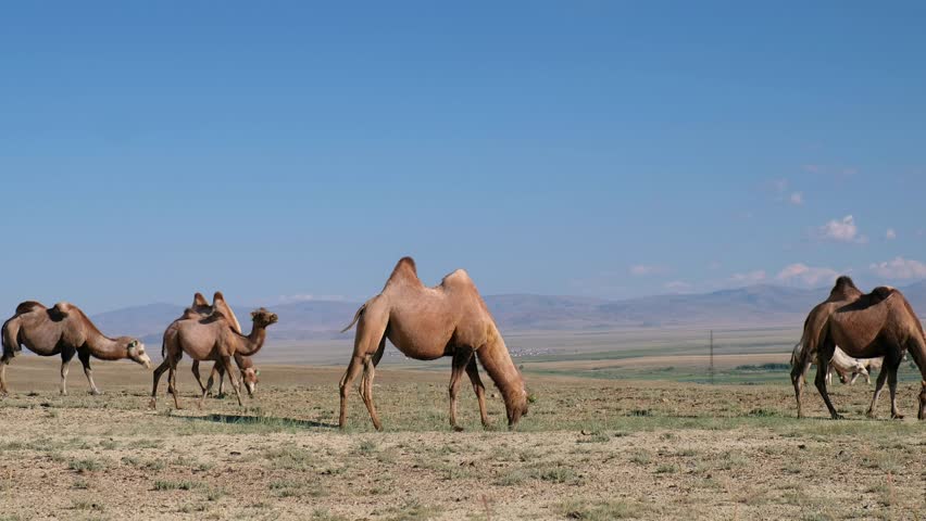 Bactrian camels graze in Altai desert pasture. Kosh-Agach higland intermountain valley. Altai, Russia | Shutterstock HD Video #1098556147