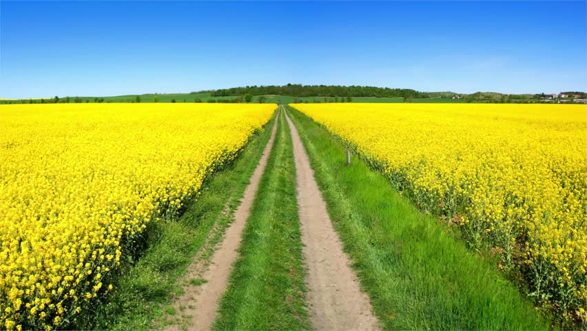 
arial shot of yellow flower field Royalty-Free Stock Footage #1098556429