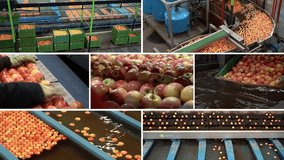 Apple Production and Processing - Conceptual Video Collage.  Postharvest Handling of Apples. Apple Washing, Sorting, Grading and Packing Line. Fruit Packing House Interior. 
