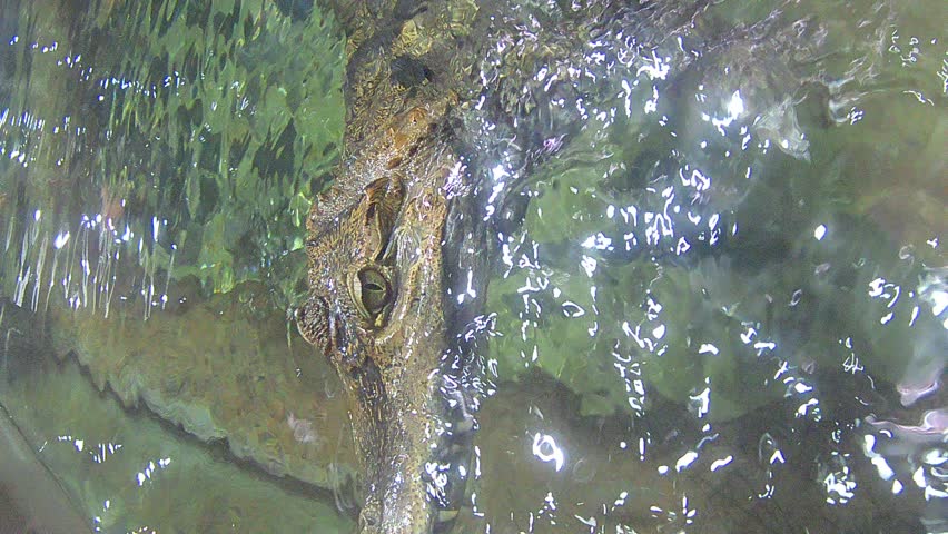 exotic reptile crocodile in the aquatic environment