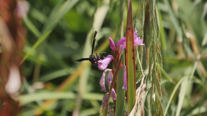 Large Tarantula Hawk Wasp explores purple Bulge Lily flower blossom