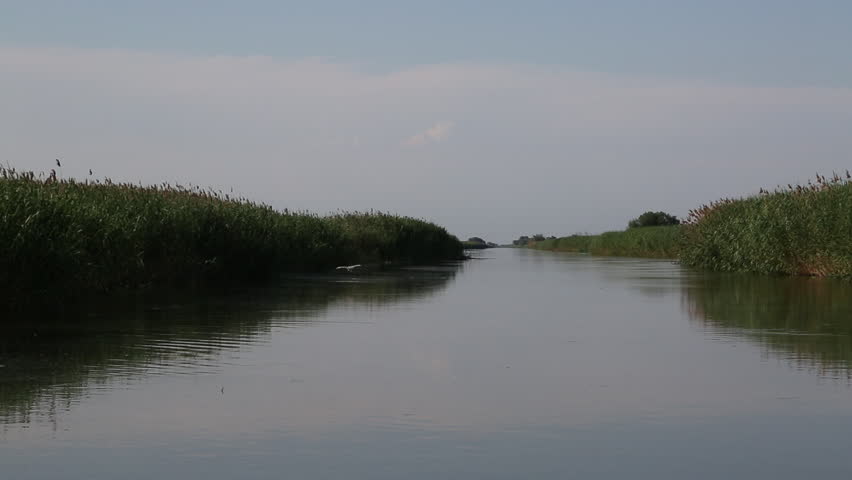 Birds over swamp and reeds. Marsh of Russia as a habitat for wading birds.