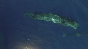 Sperm whales swim beautifully together near surface of ocean water. Top view. Group of marine mammals animals of sperm whales swim peaceful in ocean.