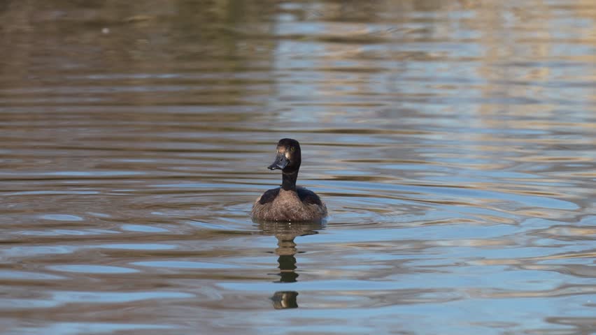 greater scaup in a sea