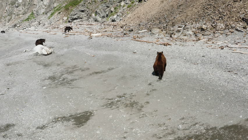 A group of black bears on the surface of a mountain lake. Group of black bears on the beach. Pair of black bears sitting on the shore of a mountain lake