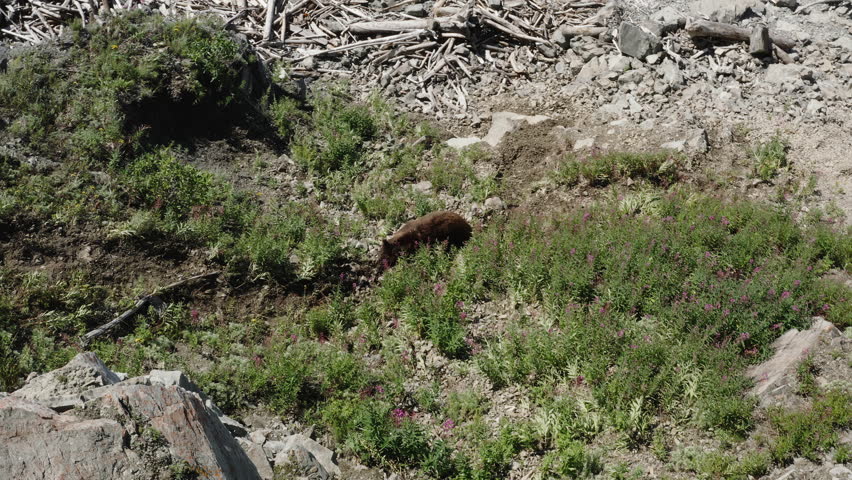 Bear on the top of the mountain, close up view. Marmot in the mountains