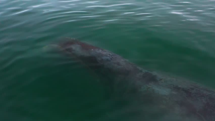 Whale swimming in the ocean, close-up of the head