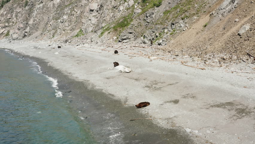 Bears rest near the corpse of a large fish.