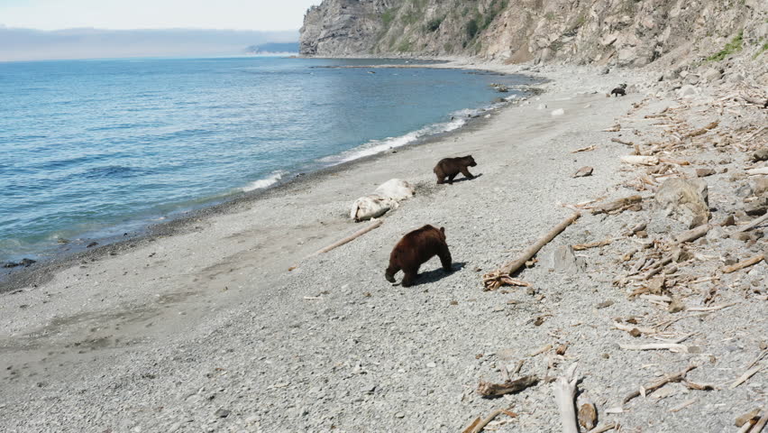 Wild bears on the beach of Lake. Three bears on the beach of the Black Sea,