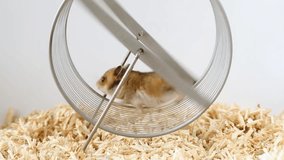 A young Syrian hamster runs on a wheel. Conceptual video of running in a circle. Hamsters and a wheel.