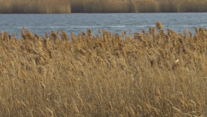 Lots of silver grass swaying in the strong wind Royalty-Free Stock Footage #1098573227