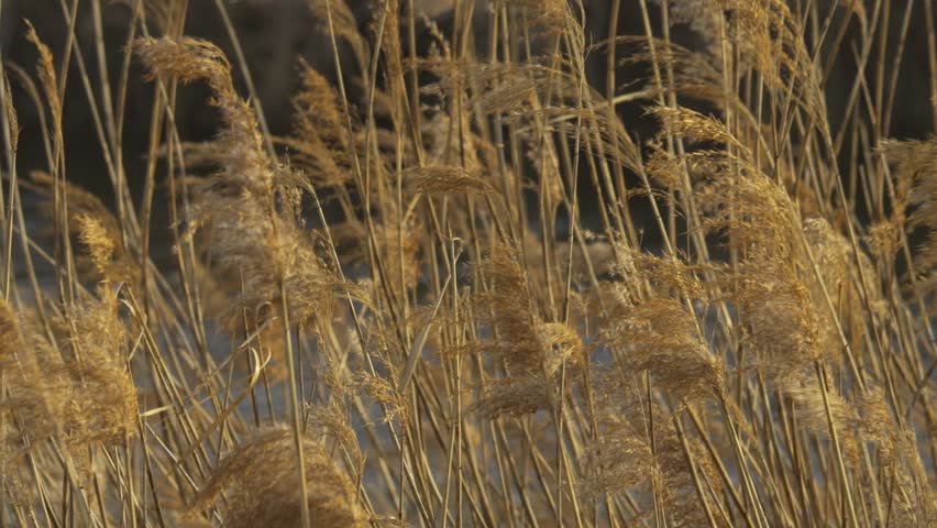 Lots of silver grass swaying in the strong wind Royalty-Free Stock Footage #1098573229