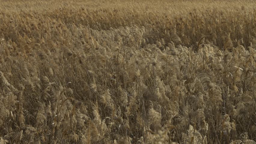 Lots of silver grass swaying in the strong wind Royalty-Free Stock Footage #1098573249