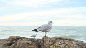 A gull on a rock at the beach