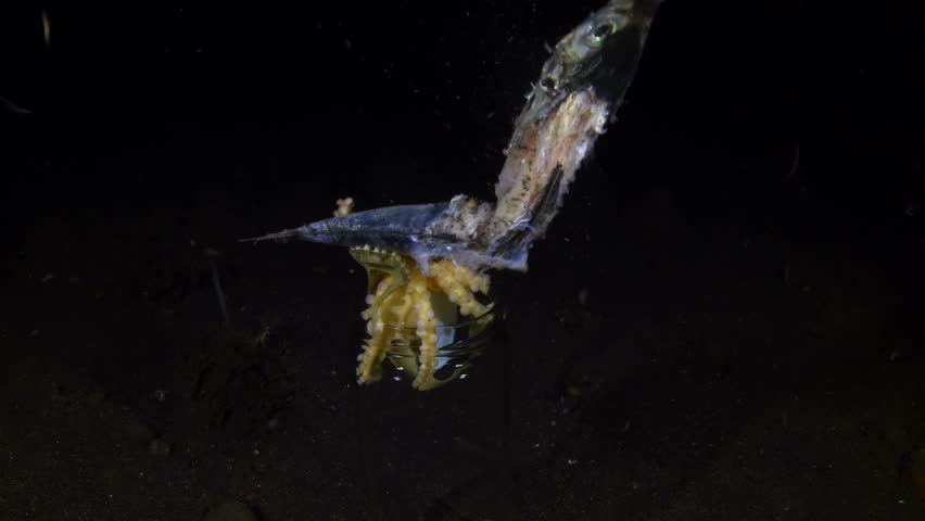 A Coconut Octopus lives in a jar and feeds on a dead fish. Underwater night life of Tulamben, Bali, Indonesia. 
