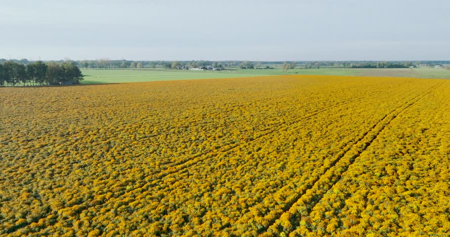 Aerial 5K view of field of marigolds (tagetes) in the countryside, slowly ascending, Maarheeze, Noord-Brabant, Netherlands