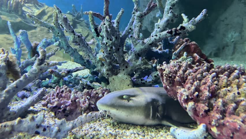 Blacktip reef shark Carcharhinus melanopterus swims above coral reefs. The tip of the fin is black or dark brown.