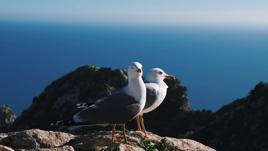Black tailed gull couple standing on rock in Penyal d'Ifac Natural Park in Calpe, Spain. Bird sanctuary. Wildlife Sanctuary. Animal wildlife. Seagulls standing on rocky cliff at sunny day Royalty-Free Stock Footage #1098581535