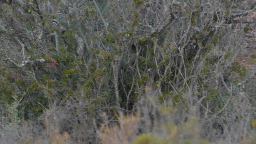 Following a giraffe head close up South Africa wild life 
