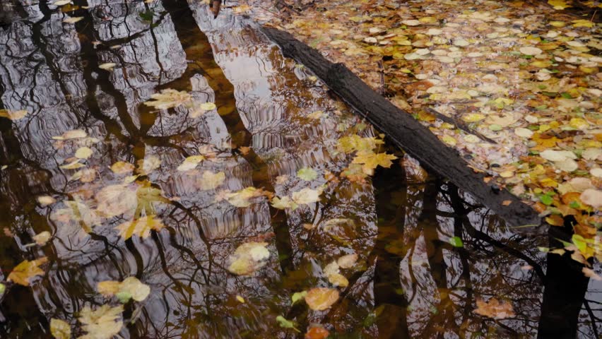 Clear Water with Autumn Leaves, Calm Autumn River, Cold Dark Lake, November Meditative Video